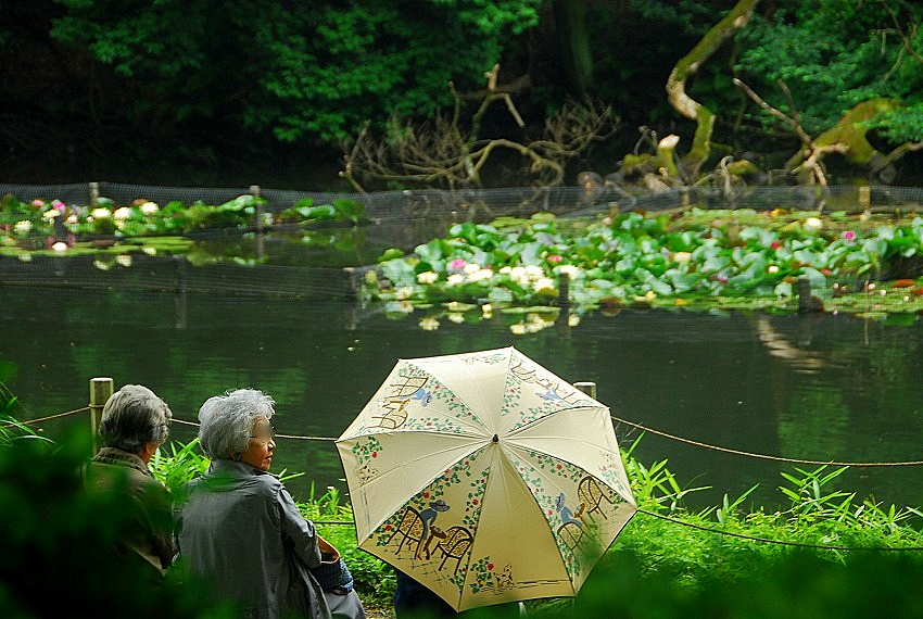 雨に濡れて神宮の花菖蒲は_c0187781_23321951.jpg