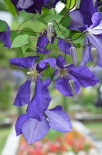 散歩道の花　クレマティス_c0229483_193524.jpg