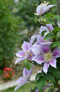 散歩道の花　クレマティス_c0229483_831740.jpg