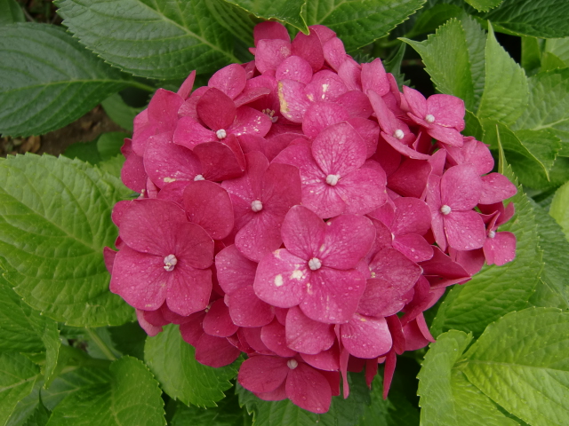 紫陽花_b0263390_15381142.jpg