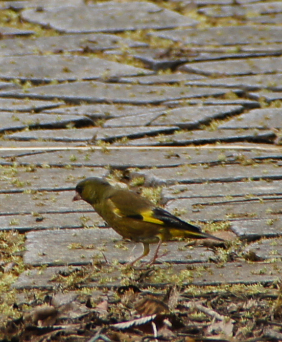 カワラヒワの幼鳥【6月】_c0139591_16233329.jpg