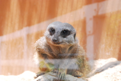 和室の天袋をリメイクと・・・動物園へお出掛け*_a0285596_1559061.jpg