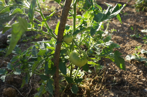 我が家の野菜売り場_f0106597_04475799.jpg