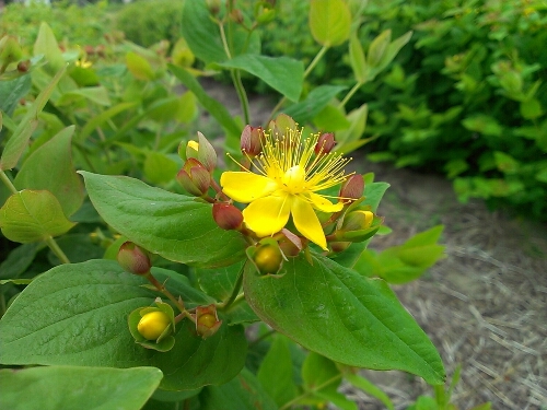 ヒペリカム Ja上伊那花き部会 最新ニュース