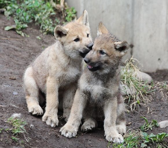 オオカミの赤ちゃん 仔オオカミ 気まぐれzoo オオカミの赤ちゃん 仔オオカミ 気まぐれzoo