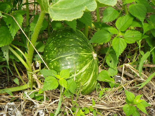 f0187402_20442817.jpg