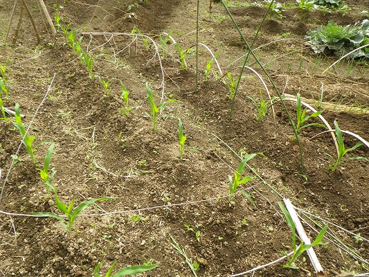 f0187402_20444988.jpg