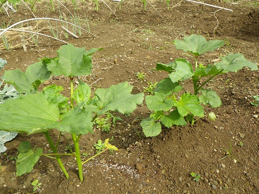 f0187402_20445891.jpg
