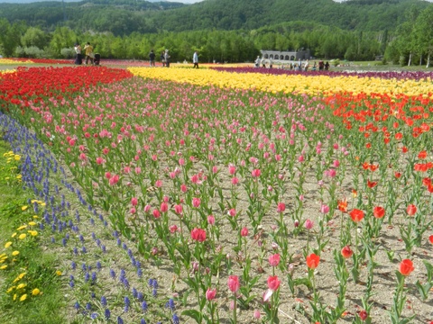 滝野すずらん丘陵公園の🌷チューリップフエスタに~~_d0200811_7254926.jpg