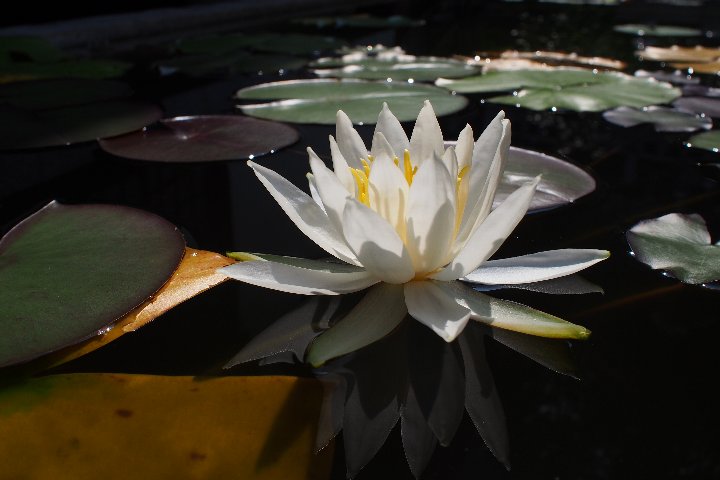 ６月の野坂寺_a0268412_228220.jpg