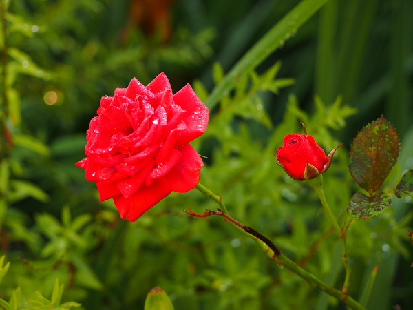 d0048812_10113577.jpg