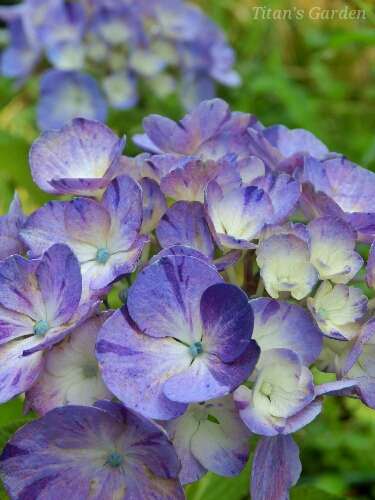 Hydrangea macrophylla forma. hortensia \'Dancing Angel\'_b0099813_0373058.jpg