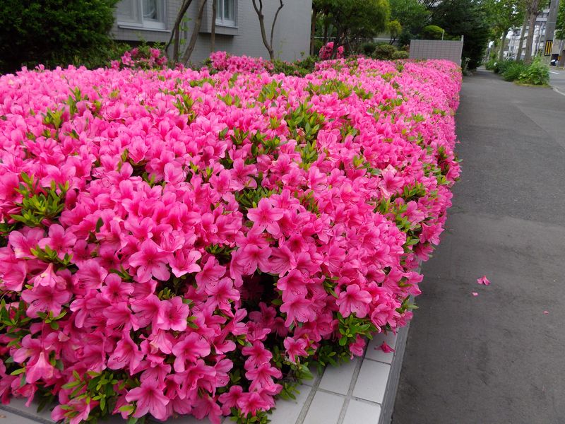 58年ぶりの連続降雨記録だそうです_c0025115_20235090.jpg