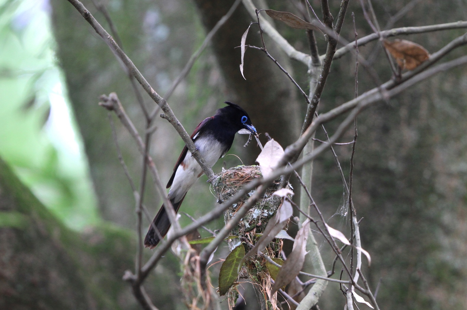 サンコウチョウ♂餌を持って巣に戻るが？④_f0239515_23181632.jpg