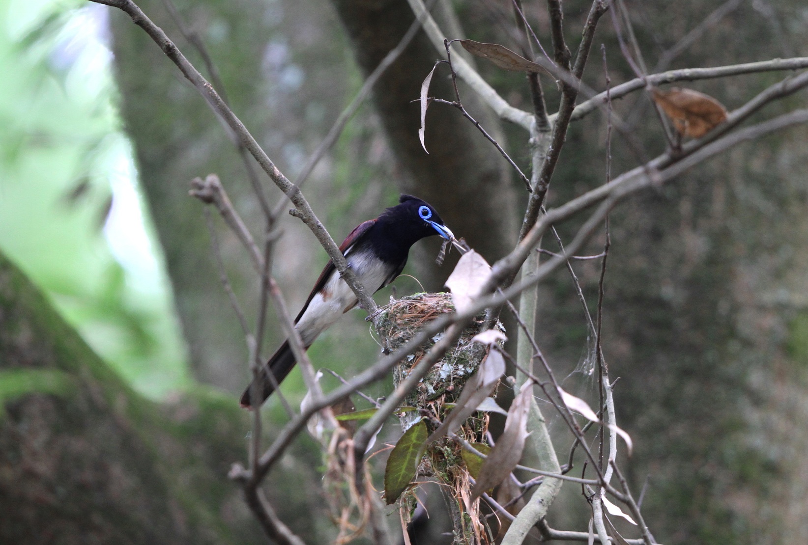 サンコウチョウ♂餌を持って巣に戻るが？④_f0239515_23192343.jpg