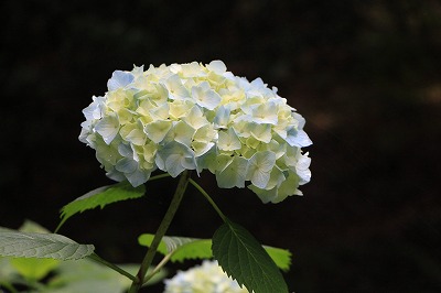 東山植物園の撮影会_f0234316_21463444.jpg