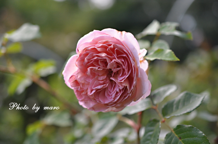 薔薇 アブラハム・ダービーの2番花 と ガイラルディア・ガリア と モカちゃん♪♪_e0160417_12364964.jpg