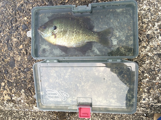 2014釣りキャンプ_a0164918_1641729.jpg