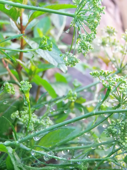 雨上がりの「旭日」に。_a0125419_05491002.jpg