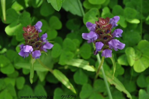 Wild Flower Garden_c0155321_1912842.jpg