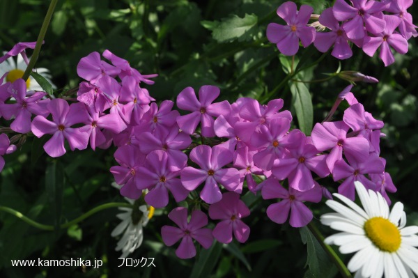 Wild Flower Garden_c0155321_1923145.jpg