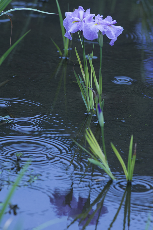 雨_e0238623_13453395.jpg