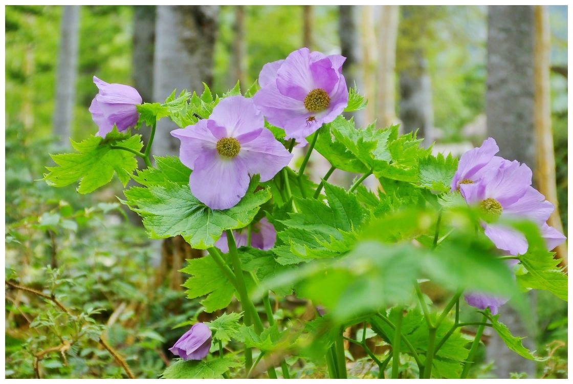 日光白根山 高山植物 Deji写真 花 昆虫 野鳥 日光白根山 高山植物 Deji写真 花 昆虫 野鳥