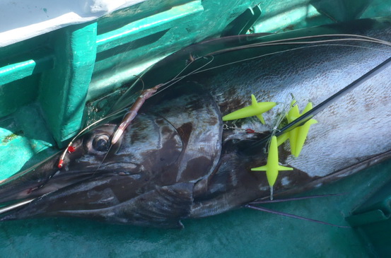 今年も3連バード、5連バードが絶好調です!!【カジキ・マグロトローリング】_f0009039_13215779.jpg
