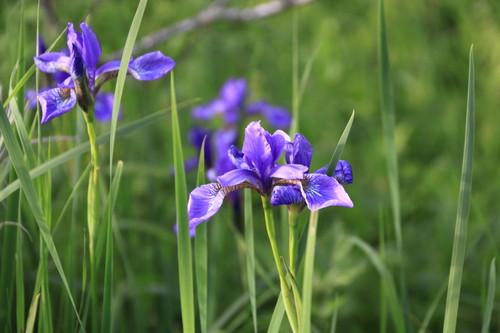 花を見ながら湿原散歩　６月１９日_f0113639_17555170.jpg