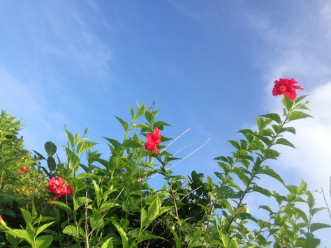 6月19日 夏?_d0113459_1813417.jpg