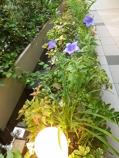AKASAKA-MITSUKE その1 再び オープンコリドーへ♪_a0165160_05524172.jpg