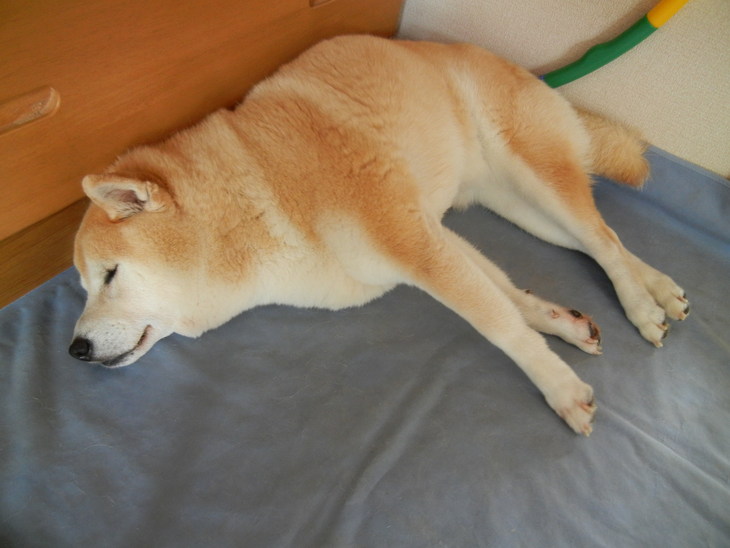 ’14,6,19(木)愛ちゃんの受難の日!_f0060461_812317.jpg