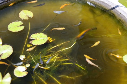 銚子方面一泊旅行、6/7 ～ 銚子→佐原植水生物園_e0045768_22333431.jpg