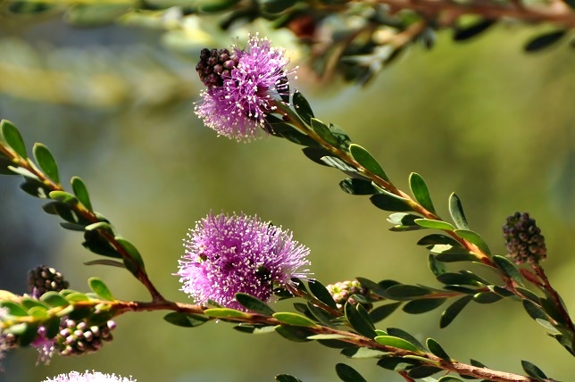 Pink Bottlebrush flowers_a0126969_5594154.jpg