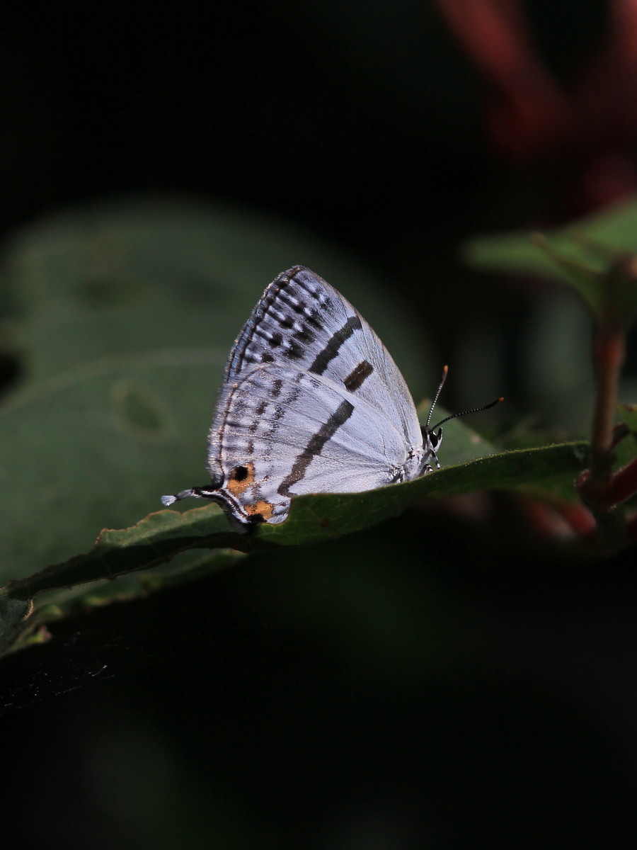 ウラ・ウラ・ウラ　のゼフィルス　　2014.6.14栃木県０２_a0146869_6493233.jpg