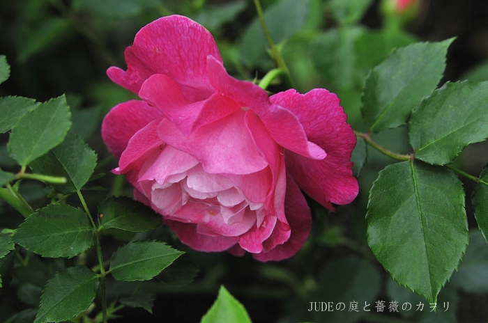 JUDEの庭と薔薇のカヲリ