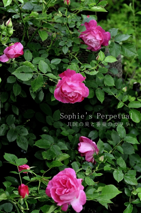 JUDEの庭と薔薇のカヲリ