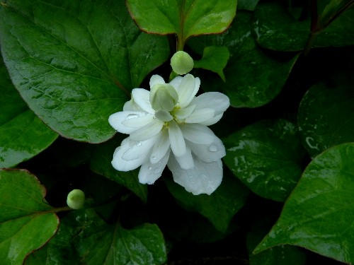 北大キャンパス ドクダミの白い花 野に咲く北国の花 北大キャンパス ドクダミの白い花 野に咲く北国の花