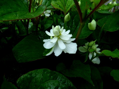 北大キャンパス ドクダミの白い花 野に咲く北国の花