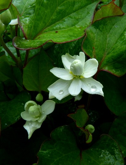 北大キャンパス ドクダミの白い花 野に咲く北国の花