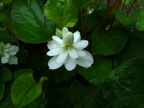 北大キャンパス ドクダミの白い花 野に咲く北国の花