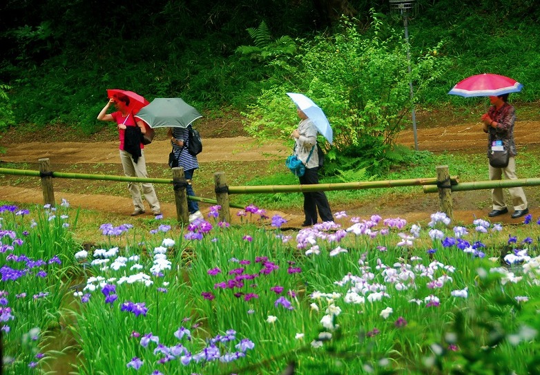 雨に濡れて神宮の花菖蒲は_c0187781_00411647.jpg