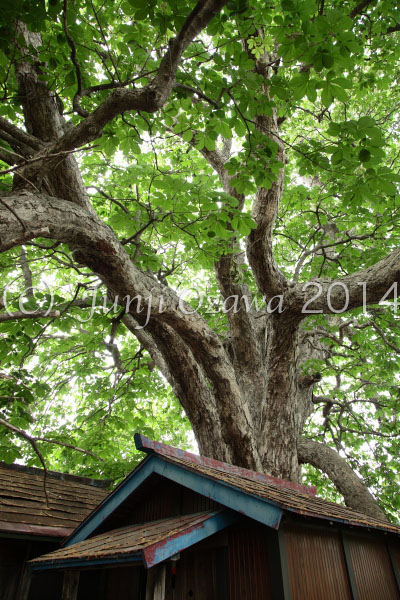 青森県三戸郡階上町　茨島（ばらしま）のトチノキ_c0195281_06531643.jpg