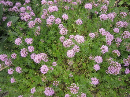 f0053885_20493863.jpg