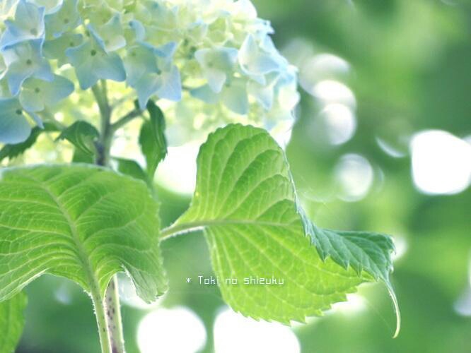 hydrangea_d0177586_12465923.jpg