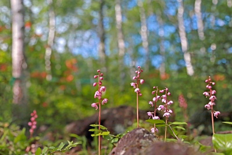 f0000789_22295328.jpg