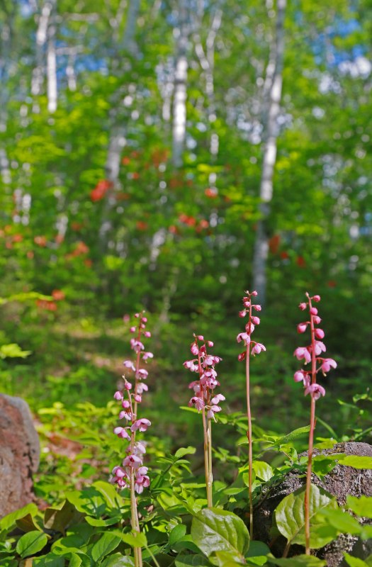f0000789_22301775.jpg