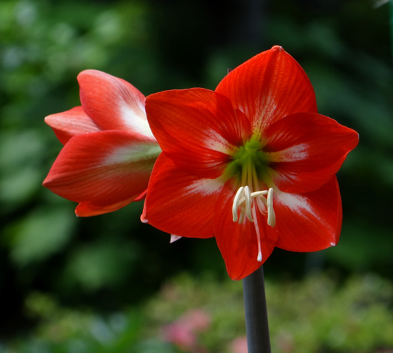 種から育てたアマリリスの開花♪_a0136293_17294683.jpg