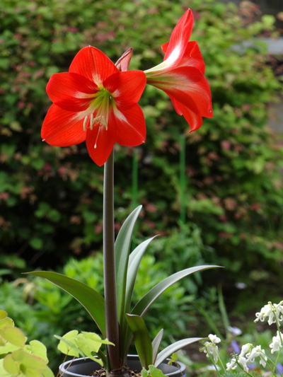 種から育てたアマリリスの開花♪_a0136293_17443356.jpg