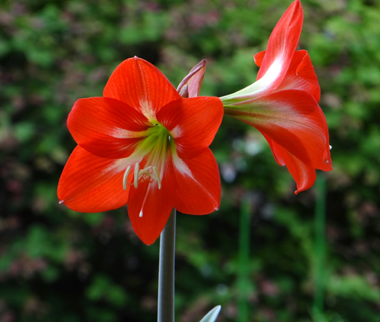 種から育てたアマリリスの開花♪_a0136293_1750490.jpg